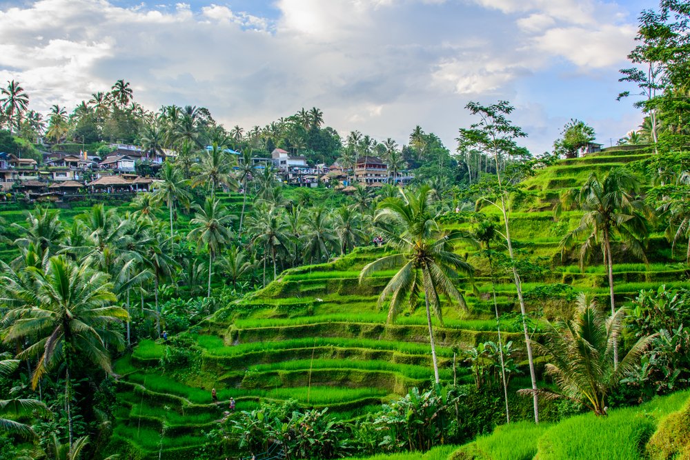 Tegallalang rice Terraces, Ubud, Bali, Indonesia