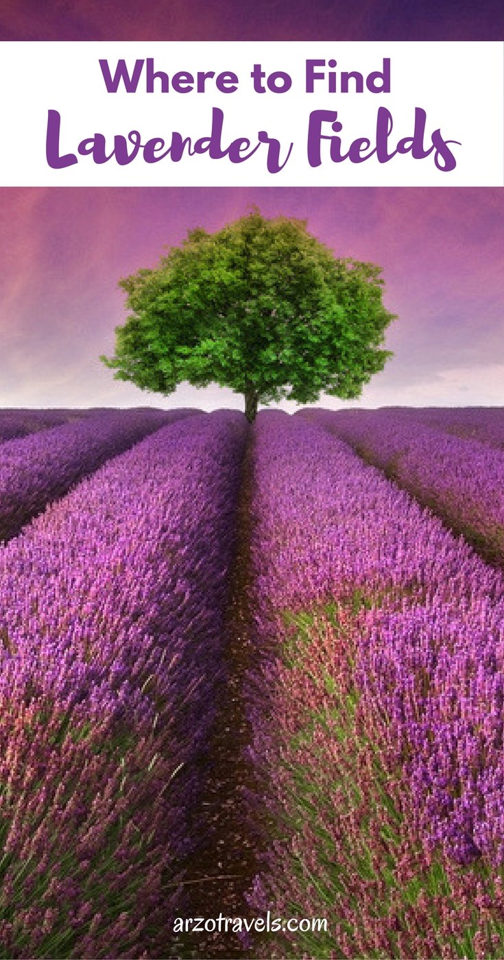 Where to see and find lavender fields throughout the world. Provence