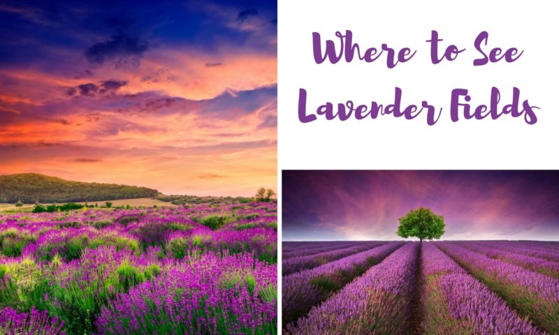 Where to Find Lavender Fields Around the World - Arzo Travels
