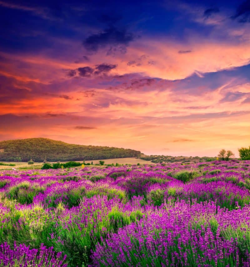 lavender field in Tihany, Hungary