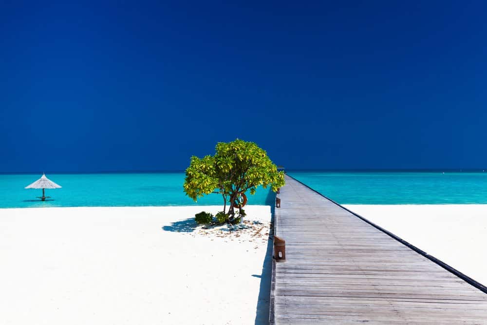  Beautiful beach with wodden jetty and single small tree in Maldives