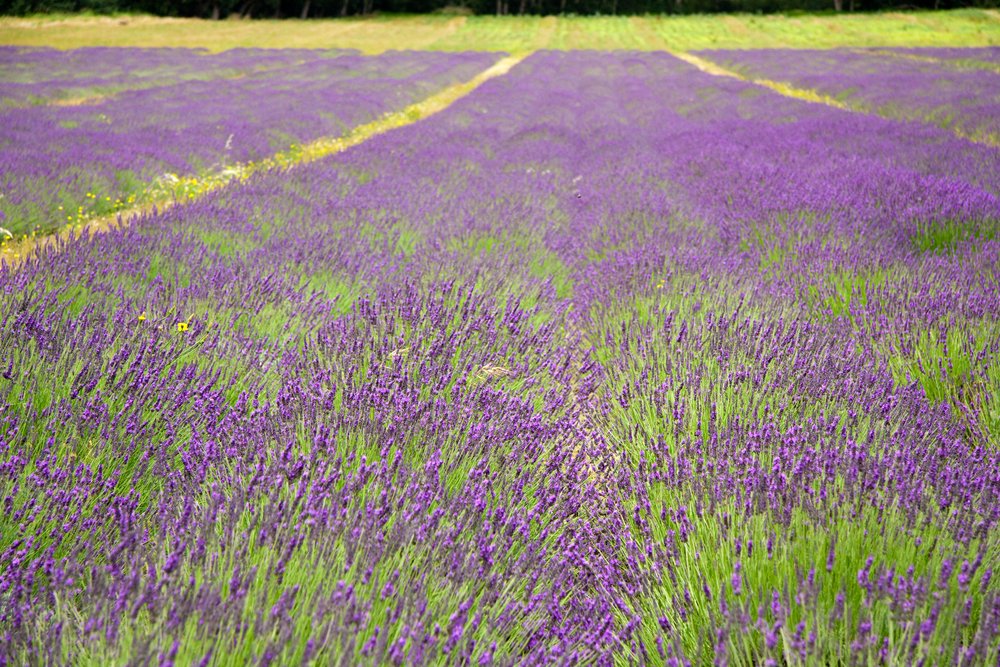 purple lavender fields in Paarl, South Africa