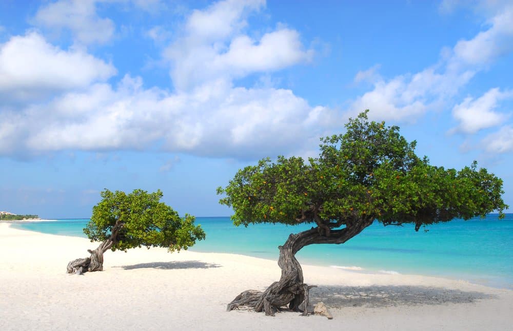 Divi Dive Trees on the shoreline of Eagle Beach in Aruba