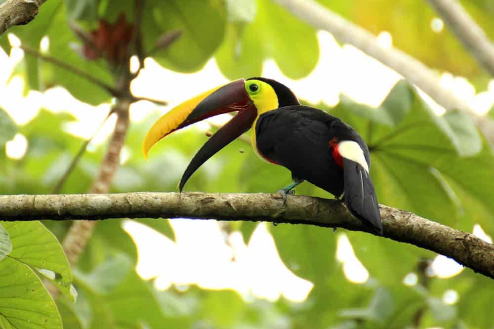 toucan best things to do in Costa Rica