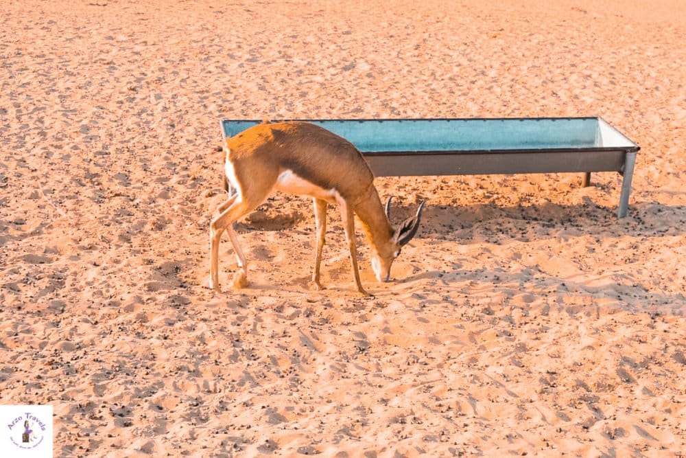 Animal Spotting in the Desert