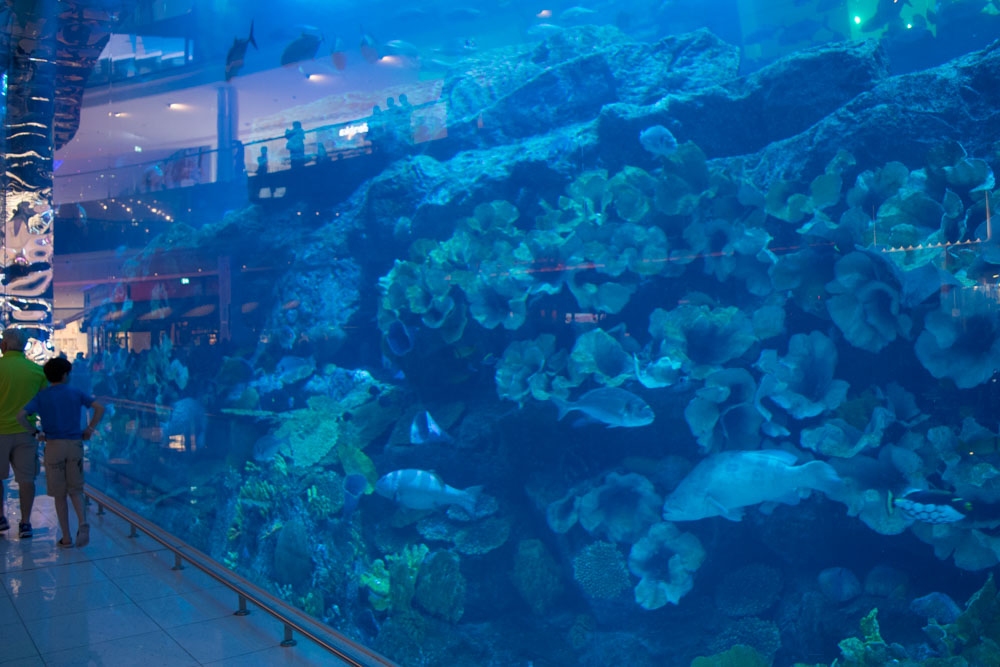 Dubai Mall Aquarium from Arzo Travels