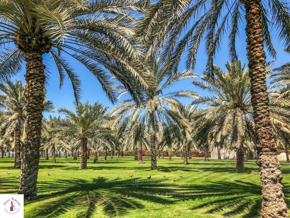 Sharjah Places to visit - Palm Oasis