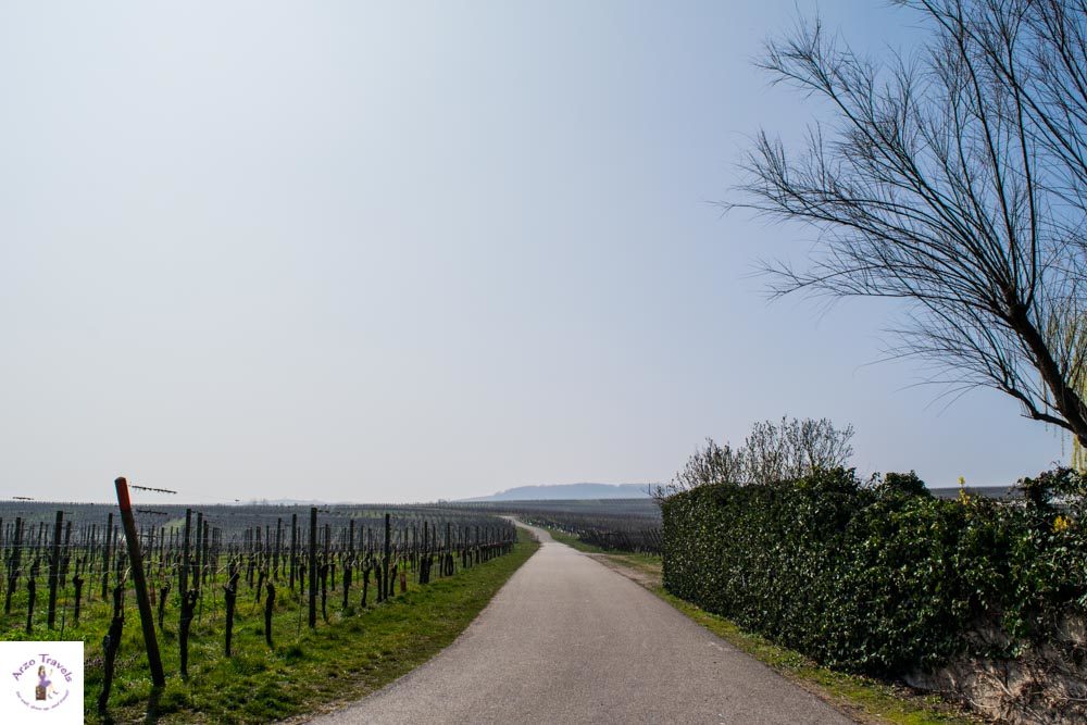 Alsace hiking vineyards