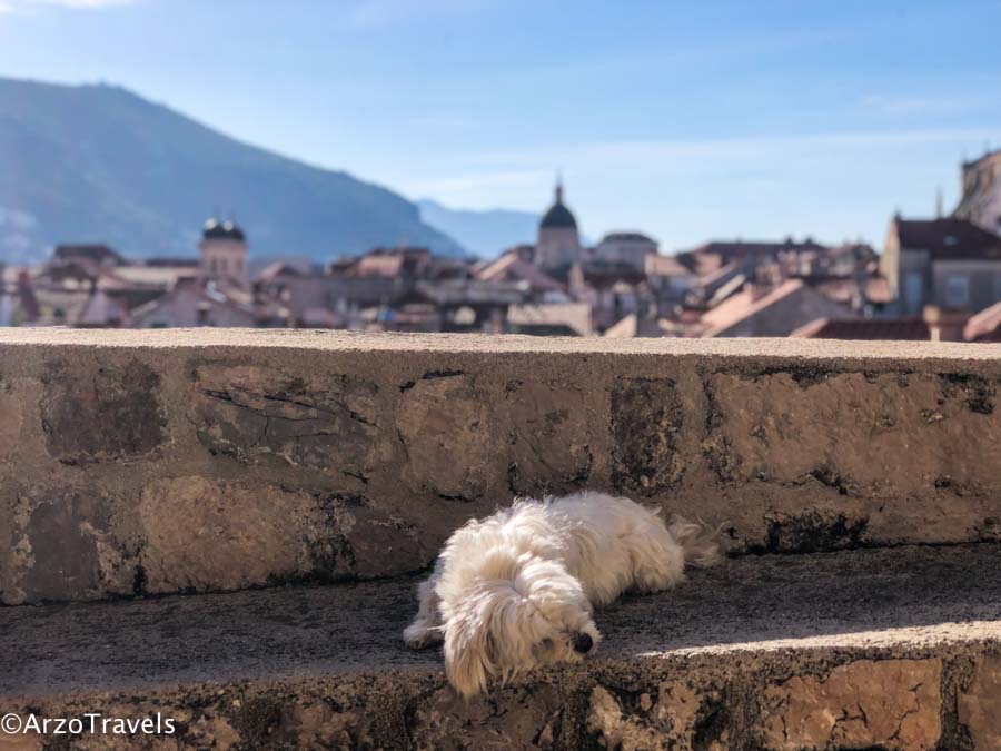 Traveling in Croatia with a dog
