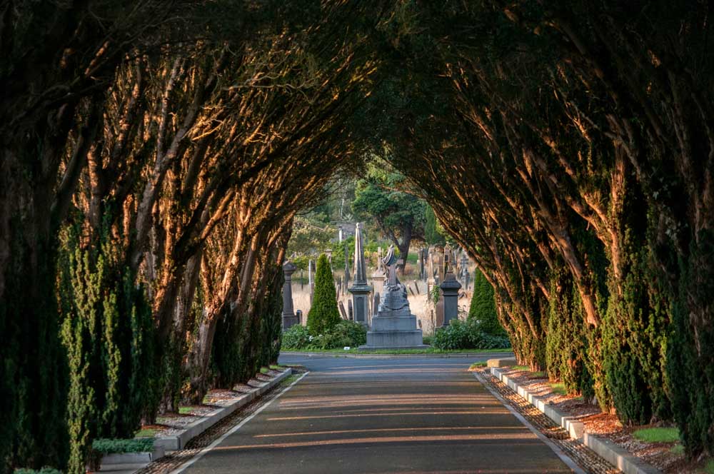 The Yew dark alley at Glasnevin cemetery . Dublin . Ireland _