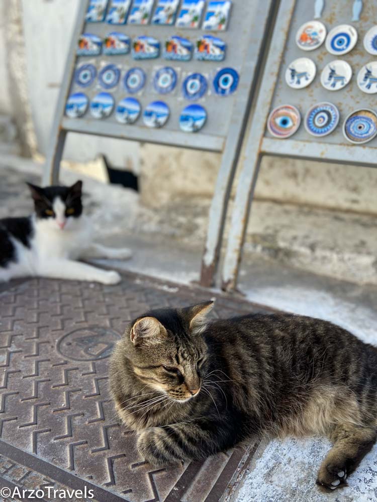 Cats of Pyrgos in Santorini, Greece Arzo Travels
