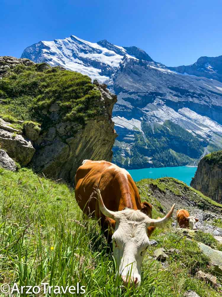 Cows at Oeschinensee with Arzo Travels