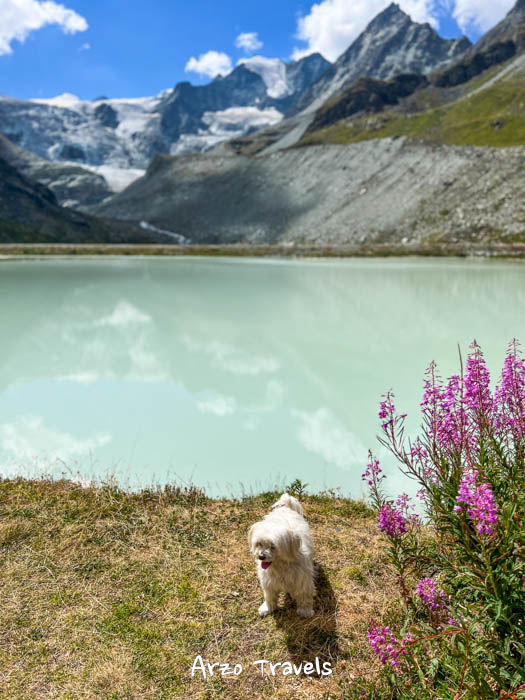 Moiry Glacier with a dog