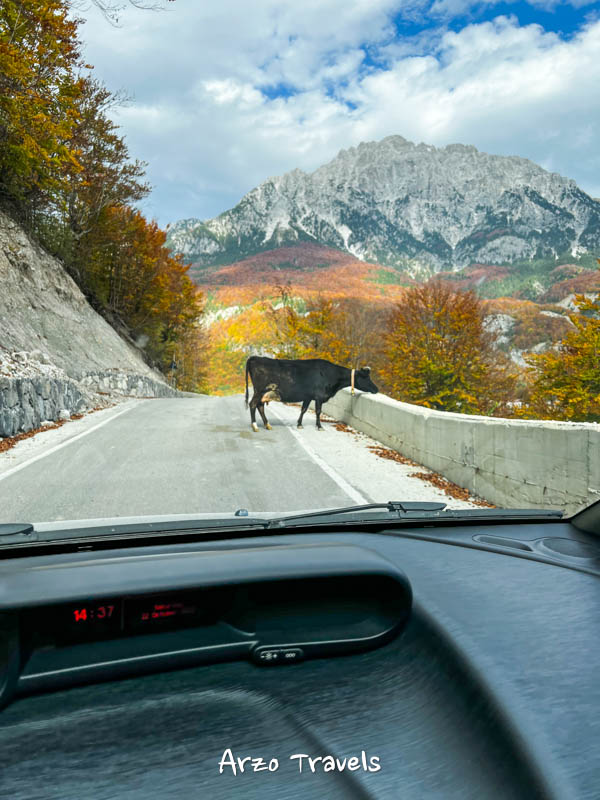 Cows and other animals when driving in Albania