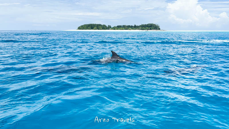 Dolphins in front of Mnemba Island