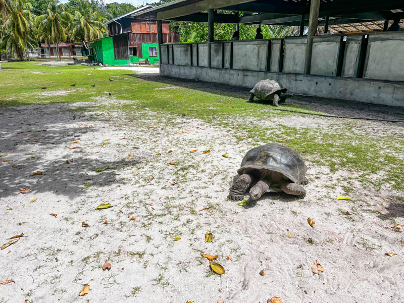 Free roaming giang turtle in Seychelles, Arzo Travels